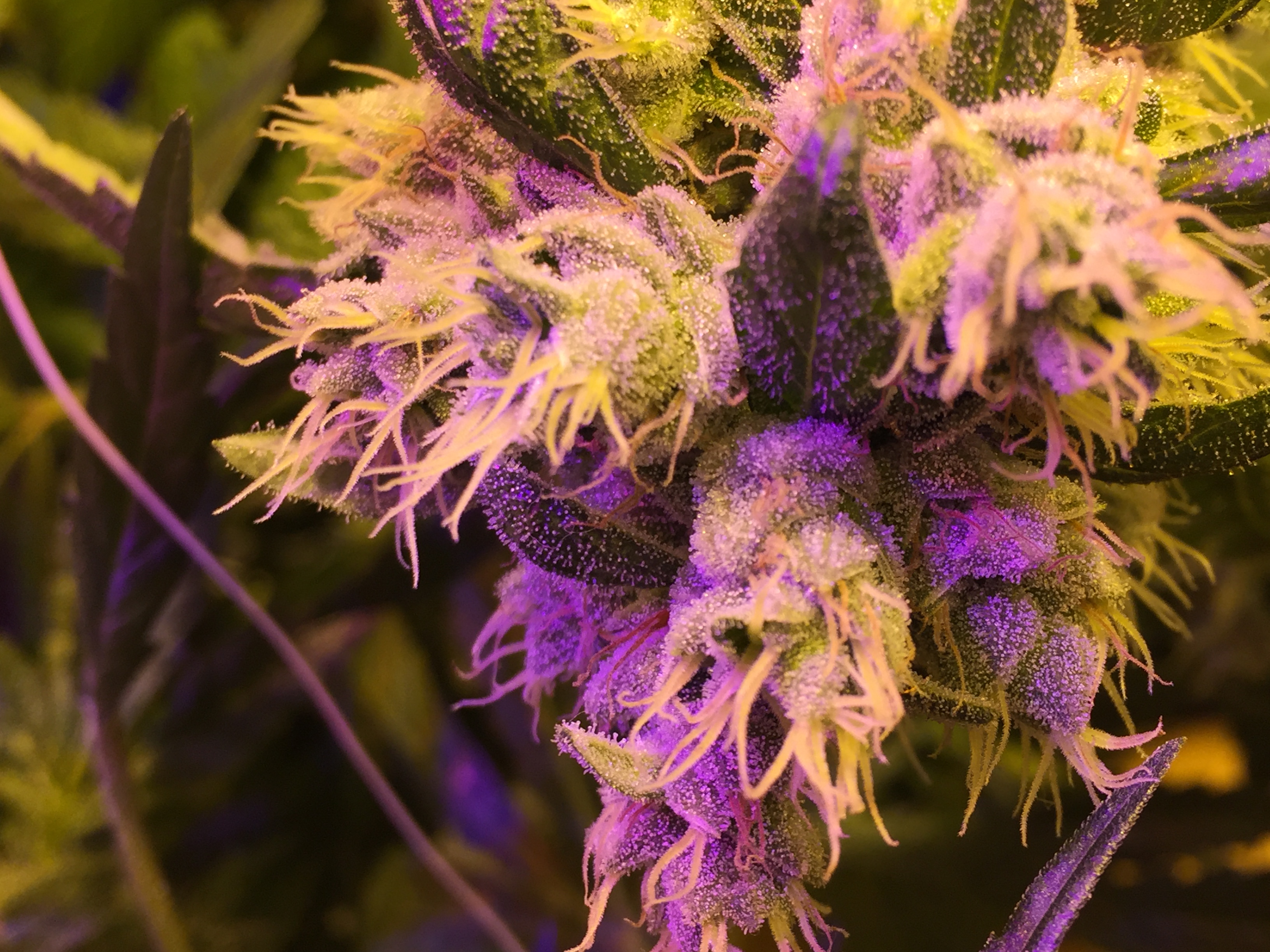 AutoDeepkush