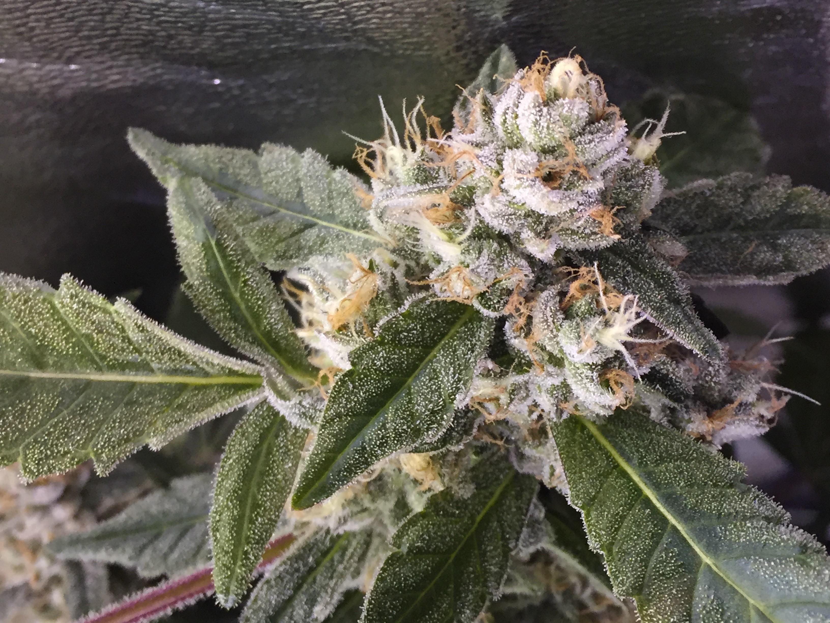 Deepkush