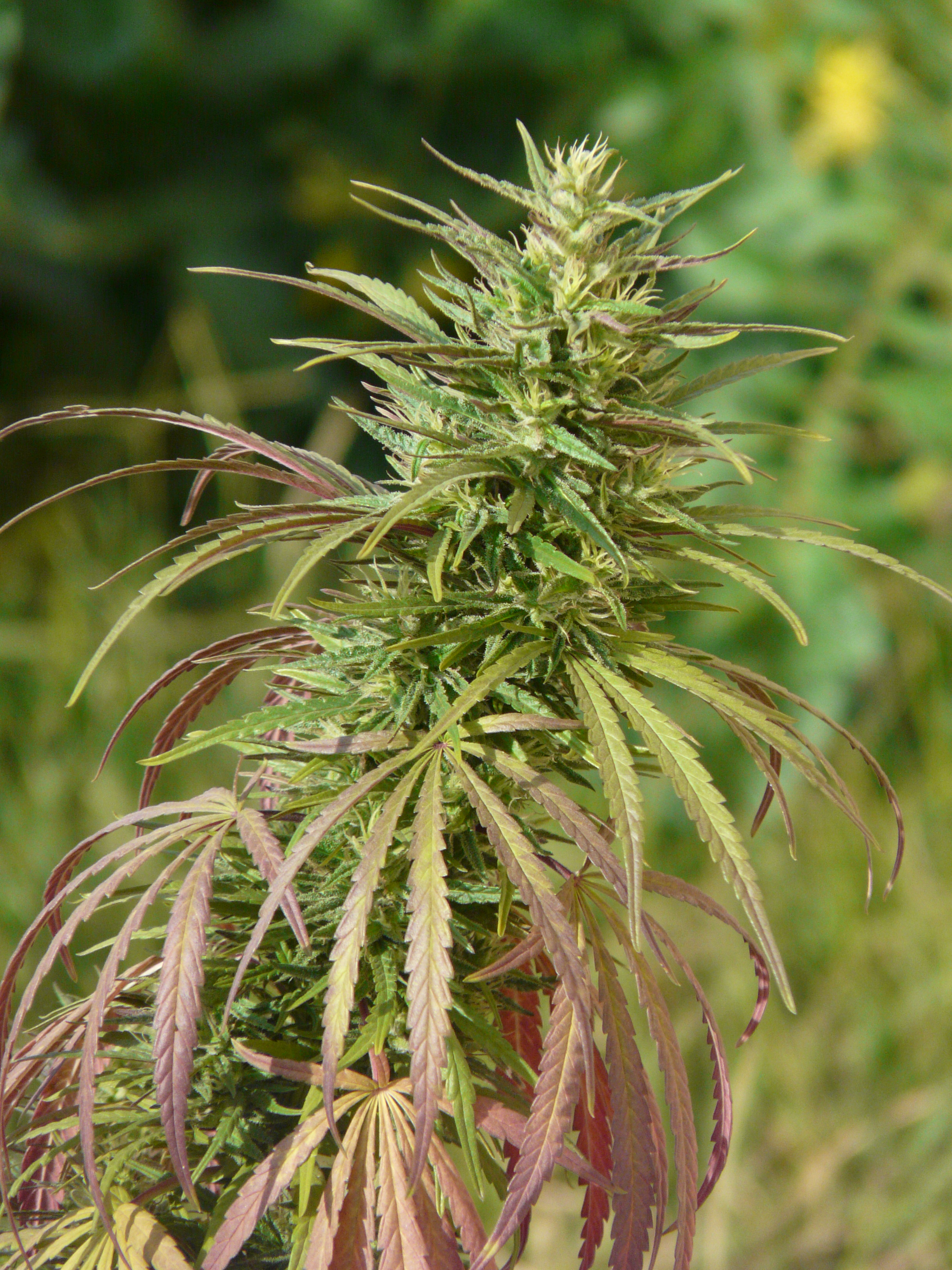 hoffmanHaze